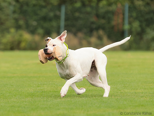 Ein American Bulldog auf der Bayerischen Meisterschaft IGP