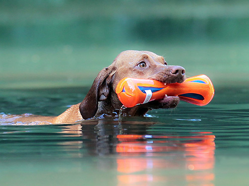 Champions testen Wasserspielzeug