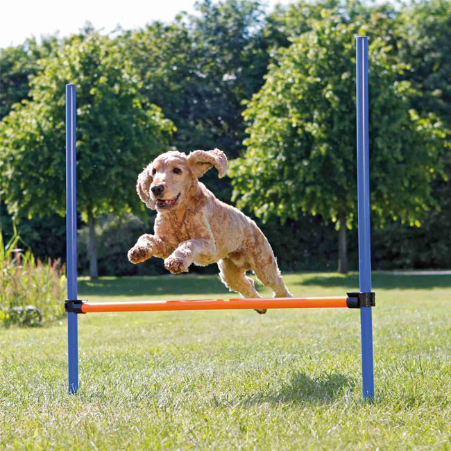 Agility Hürde