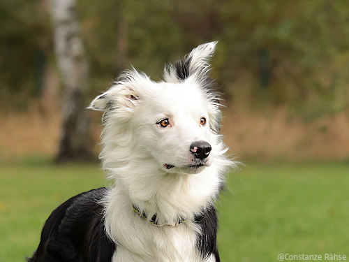 Free Shapen im Hundesport