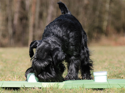 Jeder Hund kann Spürhund werden!