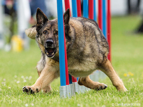 Neue Regeln im Agility