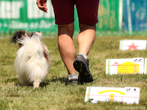 Erfolgsgeheimnis Rally Obedience: Drei Leistungsrichter im Interview